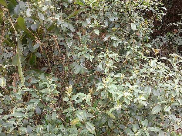 桂花 桂花