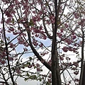 20110306243.jpg