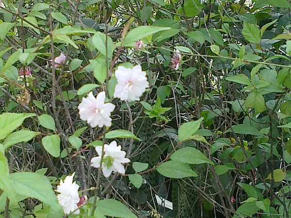 20110306261.jpg 20110306261.jpg