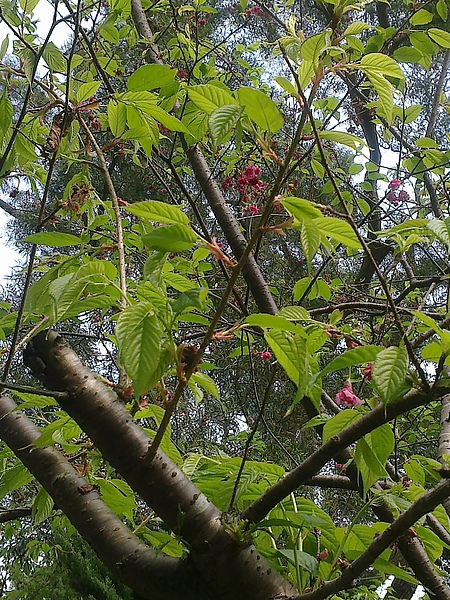 20110306265.jpg 20110306265.jpg