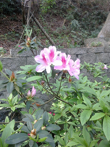 20110306263.jpg 20110306263.jpg