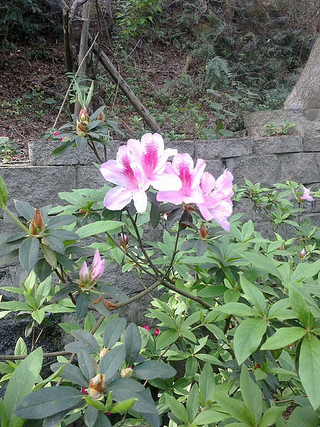 20110306263.jpg