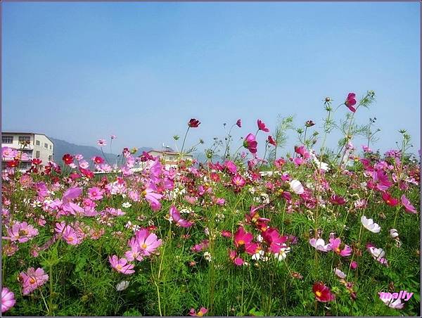 美濃花海