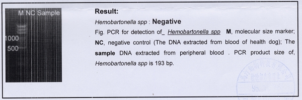 Hemobartonella spp.jpg