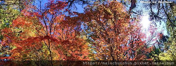 11楓19.jpg 11楓19.jpg