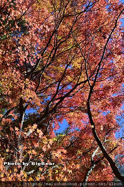 DSC_0005_調整大小.jpg DSC_0005_調整大小.jpg