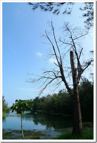 24915807:[LX3] 台東市海濱公園+琵琶湖