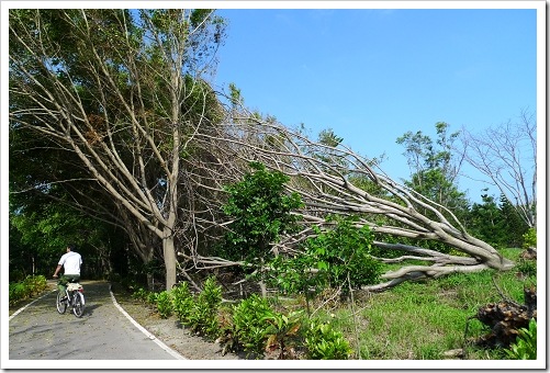 24915807:[LX3] 台東市海濱公園+琵琶湖
