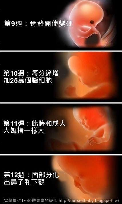1 40週胎兒生長發育過程 寶寶發育圖解 幸福起點 產後媽咪生活點滴紀錄 痞客邦