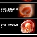 1～40週胎兒生長發育過程（寶寶發育圖解）