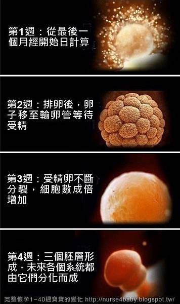 1~40週胎兒生長發育過程(寶寶發育圖解) 1~40週胎兒生長發育過程(寶寶發育圖解)