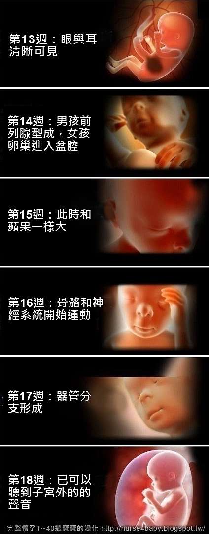1 40週胎兒生長發育過程 寶寶發育圖解 幸福起點 產後媽咪生活點滴紀錄 痞客邦
