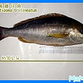 黃雞仔魚-3.JPG