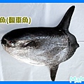 曼波魚-2.JPG