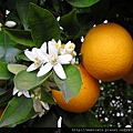 Sweet Orange_wikipedia.jpg