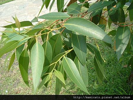 Eucalyptus_globulus_asukakaze.pixnet.net.jpg Eucalyptus_globulus_asukakaze.pixnet.net.jpg