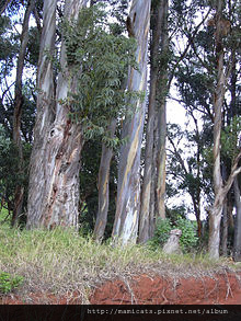 Eucalyptus_globulus_wiki.jpg