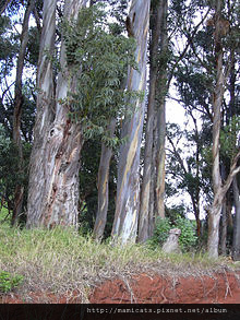 Eucalyptus_globulus_wiki.jpg Eucalyptus_globulus_wiki.jpg