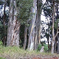 Eucalyptus_globulus_wiki.jpg