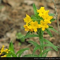 Lithospermum caroliniense.jpg Lithospermum caroliniense.jpg