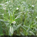 Lithospermum officinale.jpg Lithospermum officinale.jpg