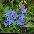 Lithospermum purpurocaeruleum.JPG Lithospermum purpurocaeruleum.JPG