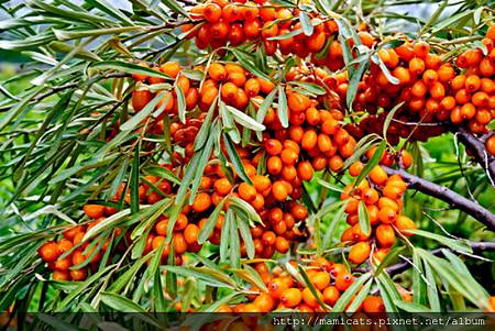 sea-buckthorn.jpg sea-buckthorn.jpg