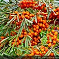 sea-buckthorn.jpg