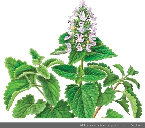 Catnip.jpg Catnip.jpg