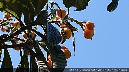 DSC_2455.JPG DSC_2455.JPG