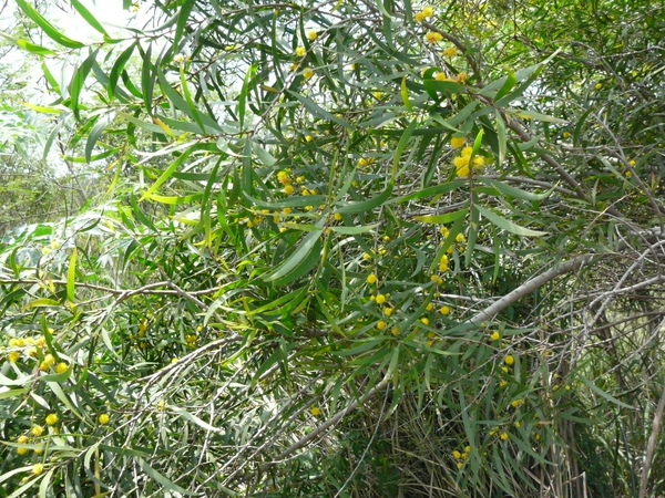 路邊不知名的植物