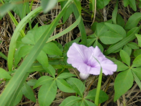 許久不見的牽牛花