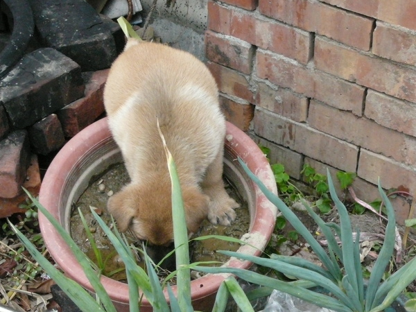 一隻小小流浪狗