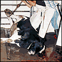Go_Vegan.gif