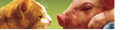 Cat&Pig.gif