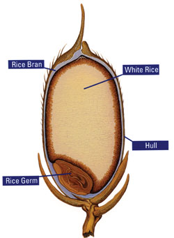 rice_bran.jpg rice_bran.jpg
