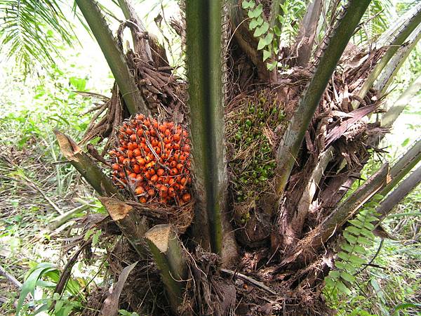 Elaeis_guineensis_fruits_on_tree.jpg