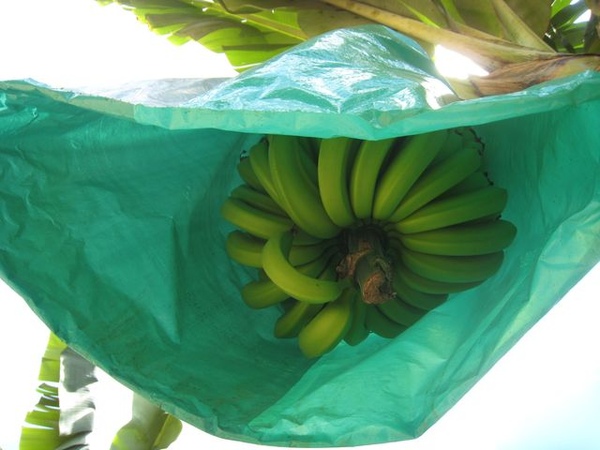 好綠的香蕉.JPG