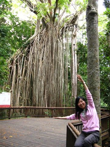 Curtain Fig Tree1.JPG