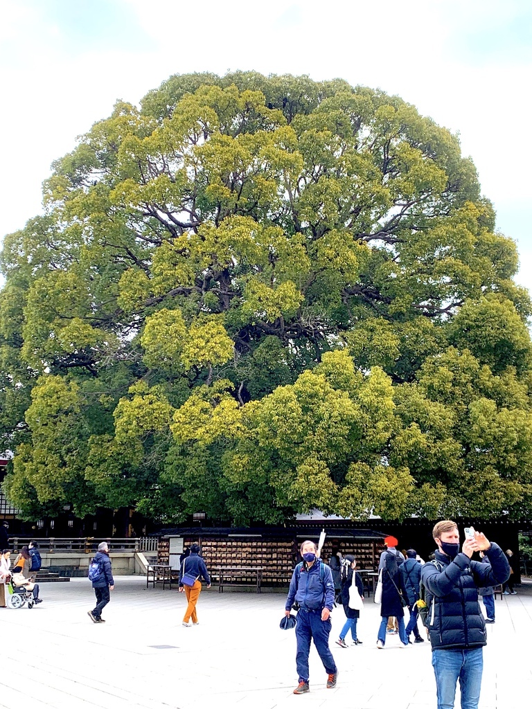 ＜日本＞2023全家人解封日本行~明治神宫的清幽與原宿的熱鬧