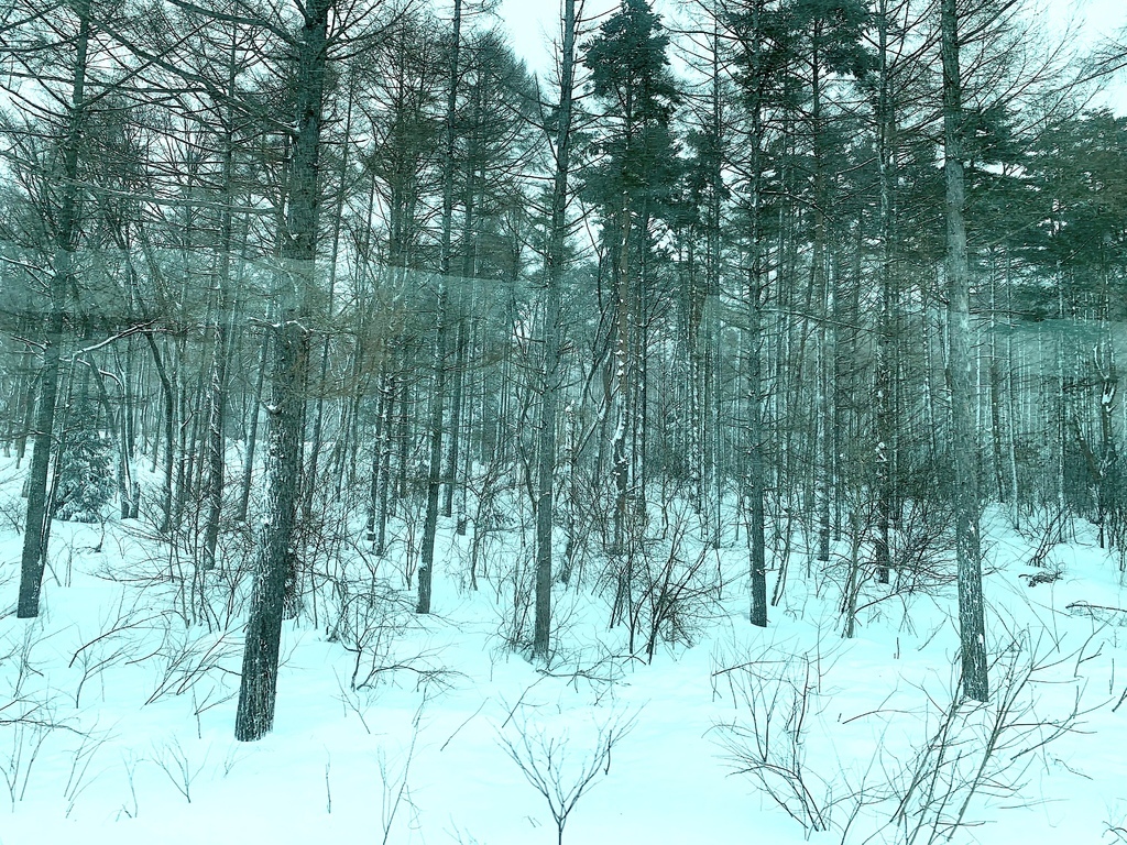 ＜日本＞2023全家人解封日本行~星野磐梯山滑雪 夜晚比白天