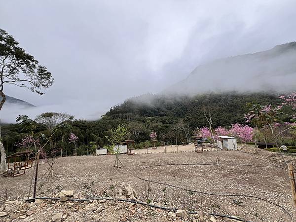 69 露~ 新竹五峰鹿林道~滿開的櫻花樹下搭帳🌸櫻花雨 Fe