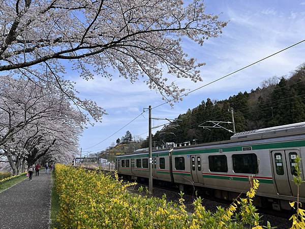 【2024 東北賞櫻+東京七天六夜自由行】Day 2 宮城白