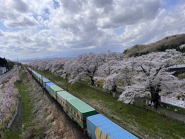 【2024 東北賞櫻+東京七天六夜自由行】Day 2 宮城白