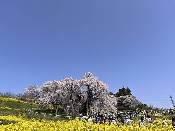 【2024 東北賞櫻+東京七天六夜自由行】Day 4 福島三