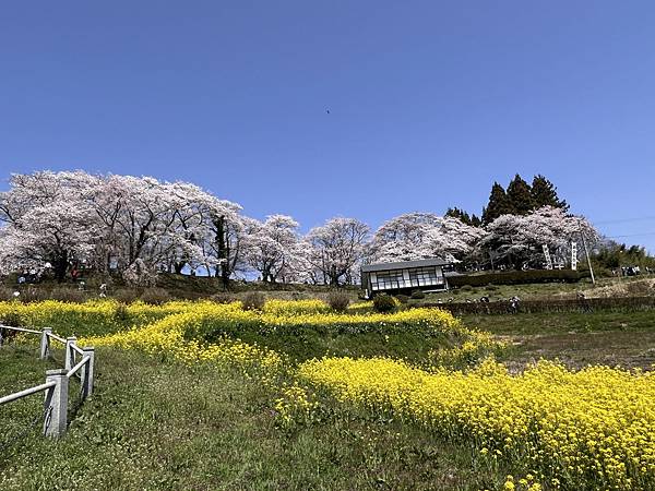 【2024 東北賞櫻+東京七天六夜自由行】Day 4 福島三