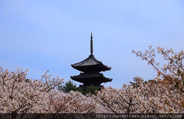 御室桜と塔