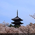 御室桜と塔