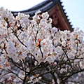 御室桜