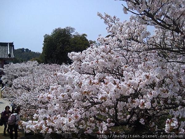 御室桜花海